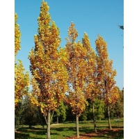 Liriodendron tulipiferum'Fastgiatum' 