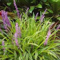 Liriope muscari'Gold Banded'