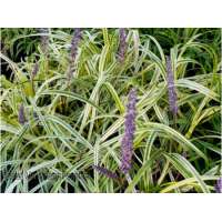 Liriope muscari'John Burch'