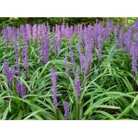 Liriope muscari'Ingwersen'