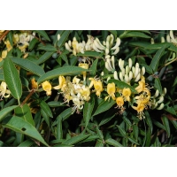 Lonicera acuminata 