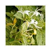 Lonicera japonica'Mint Crisp' 