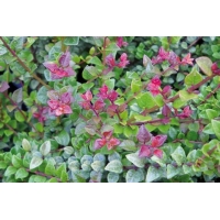 Lonicera nitida'Red Tips' 