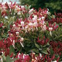Lonicera periclymenum'Caprillia Imperial' 