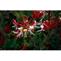 Lonicera japonica'Red World' 