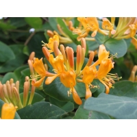Lonicera tellmanniana 