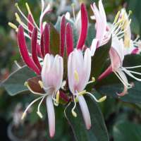 Lonicera japonica chinensis 