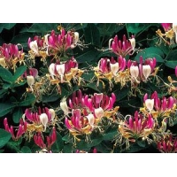 Lonicera heckrottii'American Beauty' 