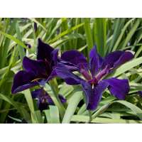 Iris louisiana'Black Gamecock'