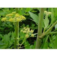 Levisticum officinale