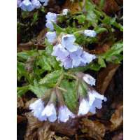 Pulmonaria saccharata'Blue mist'
