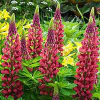 Lupinus hybride'My Castle'