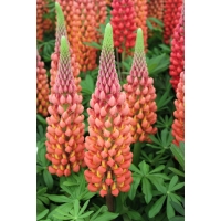 Lupinus'West Country Towering Inferno' 