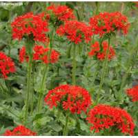 Lychnis chalcedonica