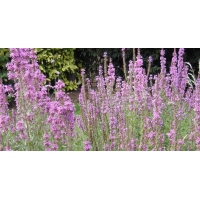 Lythrum salicaria'Morden Pink'
