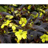 Lysimachia ciliata'Firecracker'