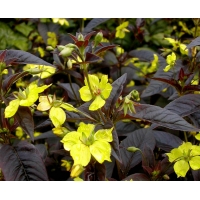 Lysimachia ciliata'Firecracker'