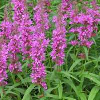 Lythrum salicaria'Robert'