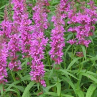 Lythrum salicaria'Robert'