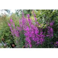 Lythrum virgatum'Dropmore Purple'