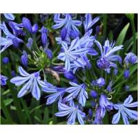 Agapanthus'Charlotte' 