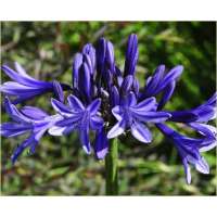 Agapanthus'Navy Blue' 