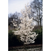 Magnolia loebneri'Merrill' 