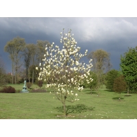 Magnolia'Yellow Lantern' 