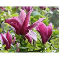 Magnolia liliflora'Nigra' 