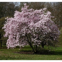 Magnolia loebneri'Leonard Messel' 