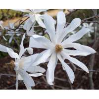 Magnolia stellata 