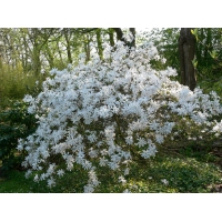 Magnolia stellata 