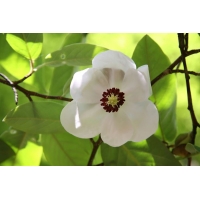 Magnolia wilsonii 