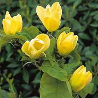 Magnolia brooklyensis'Yellow bird' 