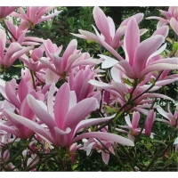 Magnolia'George Henry Kern' 