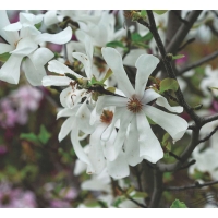 Magnolia loebneri'Merrill' 