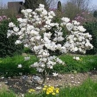 Magnolia soulangeana'Alba Superba' 