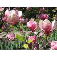 Magnolia soulangeana'Lennei' 