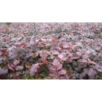 Mahonia aquifolium'Atropurpurea' 