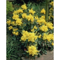 Mahonia aquifolium'Apollo' 