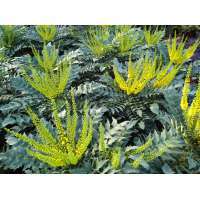 Mahonia media'Winter Sun' 