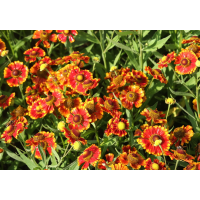 Helenium'Ragamuffin'