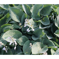 Hosta'Big Mamma'