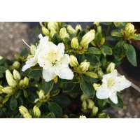 Azalea japonica'Maischnee' 