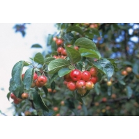 Malus'Everste' 