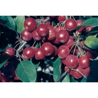 Malus'Gorgeous' 