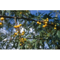 Malus toringo'Brouwer's Beauty' 