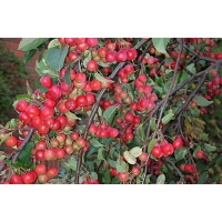 Malus'Crittenden' 