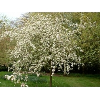 Malus'Crittenden' 