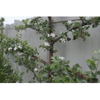 Malus'jonagold'leivorm 